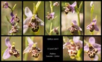 Ophrys-stavri